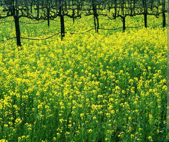 “They Say It’s About Land… But what’s Really Brewing in This Niger Delta Community?”