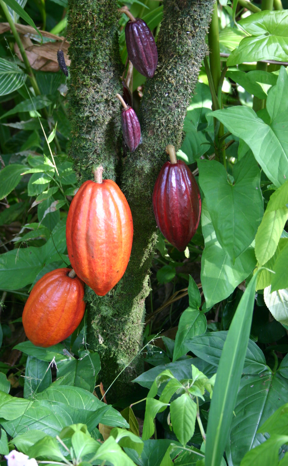 Stop the Blame Game! — Heated Debate Erupts Over Cocoa Leadership in African Country